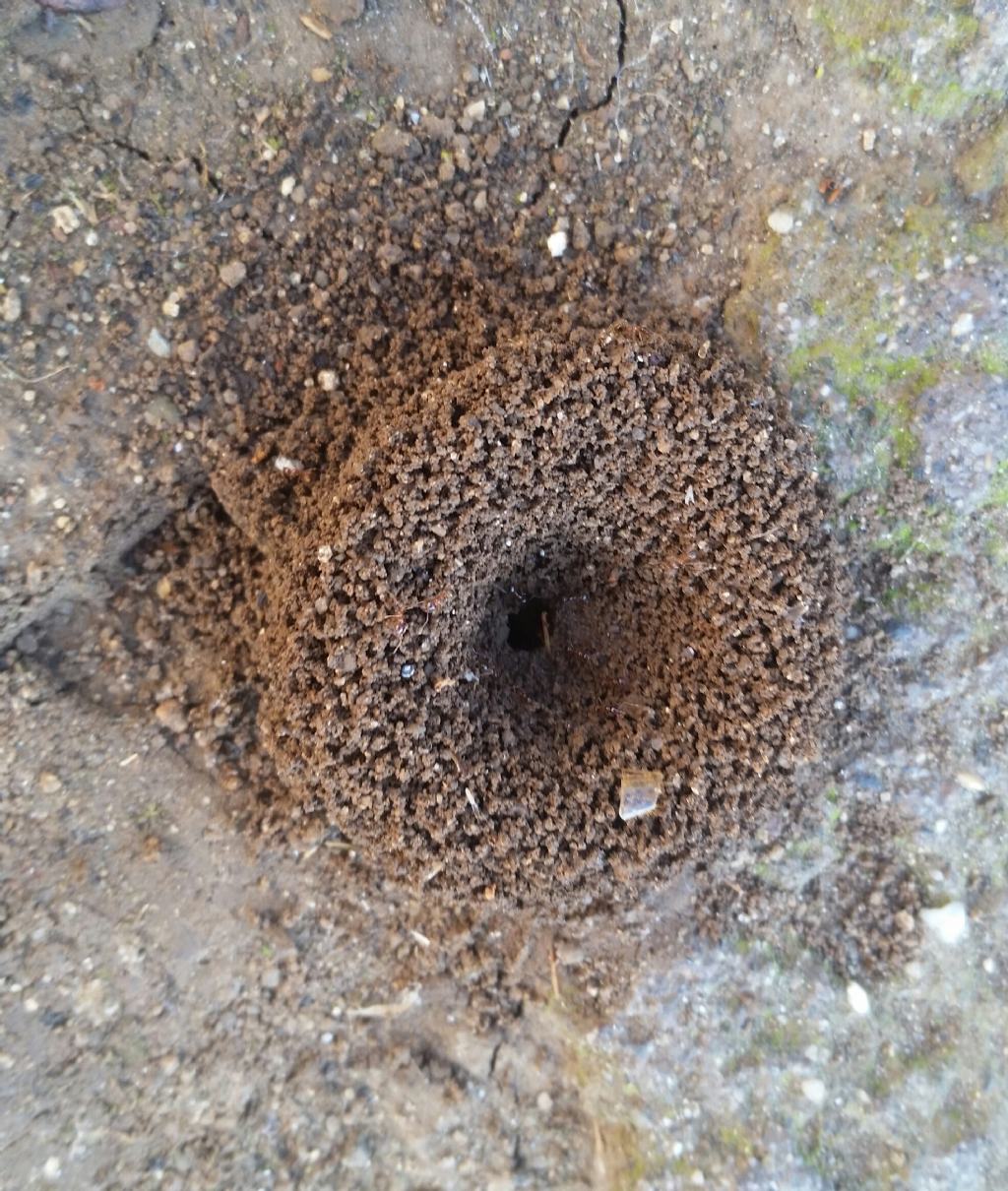 Nido di formiche?